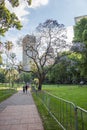 Jacaranda Tree at Hyde Park