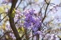 Jacaranda tree in Maui, Hawaii. Royalty Free Stock Photo