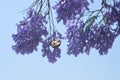 Jacaranda tree in flower Royalty Free Stock Photo