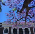 Jacaranda tree outside Sydney Hotel