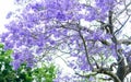 Jacaranda Tree Royalty Free Stock Photo