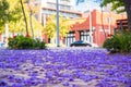 Jacaranda tree petals Royalty Free Stock Photo