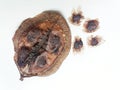 Jacaranda tree - pod and seeds