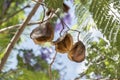 Jacaranda tree pods, seeds