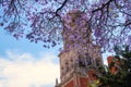 Jacaranda tree background the Temple of San Francisco de Asis in Queretaro Mexico Royalty Free Stock Photo