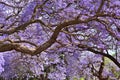 Jacaranda trees Royalty Free Stock Photo