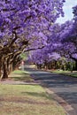 Jacaranda trees