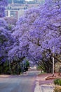 Jacaranda trees