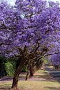 Jacaranda trees