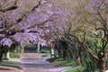 Jacaranda Trees