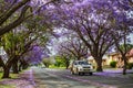 Jacaranda trees along the road in Pretoria, South Africa