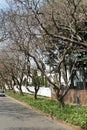 Jacaranda trees along the side of the road in Johannesburg Royalty Free Stock Photo