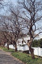 Jacaranda trees along the side of the road in Johannesburg Royalty Free Stock Photo