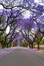 Jacaranda trees lining a residential road Royalty Free Stock Photo