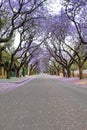 Jacaranda trees lining a residential road Royalty Free Stock Photo