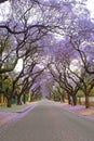 Jacaranda trees lining a residential road Royalty Free Stock Photo