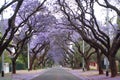 Jacaranda trees lining a residential road Royalty Free Stock Photo