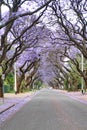 Jacaranda trees lining a residential road Royalty Free Stock Photo