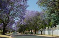 Jacaranda trees blooming in the streets of Johannesburg