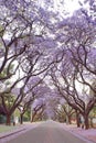 Jacaranda trees lining a residential road Royalty Free Stock Photo