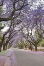 Jacaranda trees lining a residential road Royalty Free Stock Photo