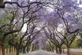 Jacaranda trees lining a residential road Royalty Free Stock Photo