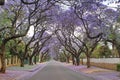 Jacaranda trees lining a residential road Royalty Free Stock Photo