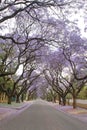 Jacaranda trees lining a residential road Royalty Free Stock Photo