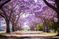 Jacaranda trees park. Generate Ai