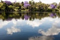 Jacaranda trees