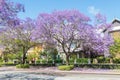 Jacaranda Trees in Subiaco