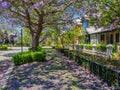 Jacaranda Trees in Subiaco, Western Australia