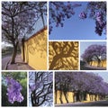 Jacarandas trees Royalty Free Stock Photo