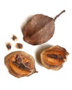 Jacaranda tree - pods and seeds