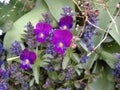 Jacinthe en fleur, flower