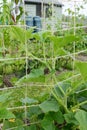 Jack-be-little pumpkin vine climbs trellis in allotment