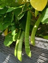 jack bean, is the type of koro bean that is best known by the general public