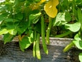 jack bean, is the type of koro bean that is best known by the general public