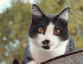 Jack the cat sitting on our roof