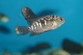 Jack Dempsey aquarium fish Royalty Free Stock Photo