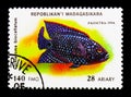 Jack Dempsey Cichlid (Cichlasoma biocellatum), Aquarium fish ser