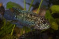 Jack Dempsey cichlid fish swimming in the aquarium. Royalty Free Stock Photo