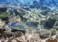 Jack fish Caranx lugubris over a coral reef, the Indian Ocean