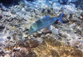 Jack fish & x28;Caranx lugubris& x29; over a coral reef, the Indian Ocean