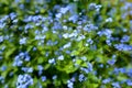 Jack Frost flower Royalty Free Stock Photo