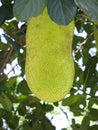 Jack fruit