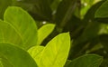 Jack fruit Artocarpus heterophyllus green leaves, shallow focus Royalty Free Stock Photo