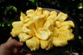 Jack fruit, artocarpus heterophyllus