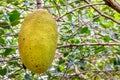 Jack fruit fruit Thailand