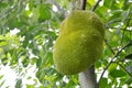 Jack fruit growing hanging from branch on tree in farm Royalty Free Stock Photo